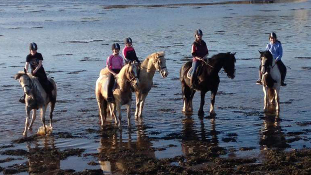 Malin Bridge Horses