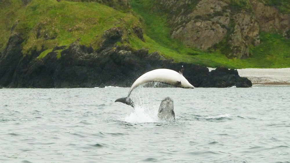 Malin Head Dolphins